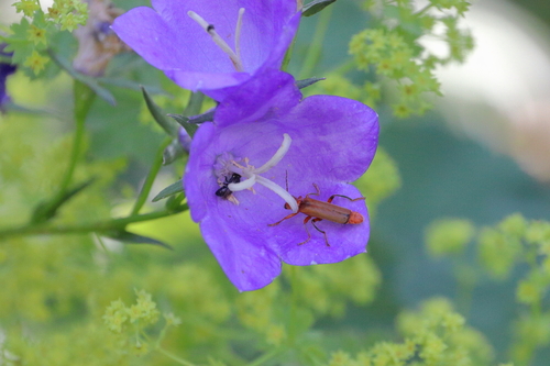 Cantharis livida