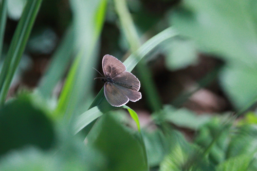 Ringlet