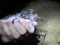 Geograpsus grayi