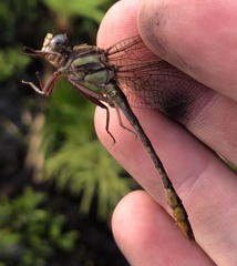 Phanogomphus minutus
