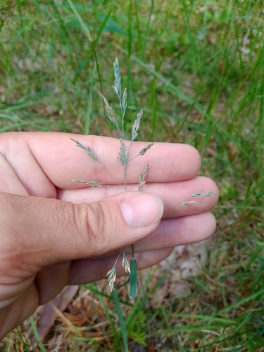 Poa humilis observed 2026-06-20