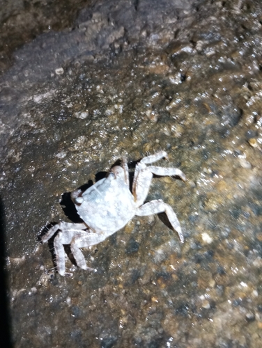 Marbled Crab
