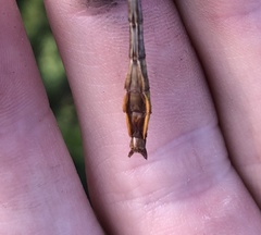 Phanogomphus minutus