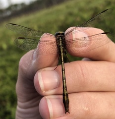 Phanogomphus minutus
