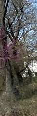 Cercis canadensis
