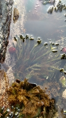 Codium tomentosum