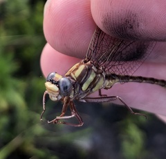 Phanogomphus minutus