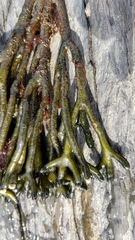 Codium tomentosum