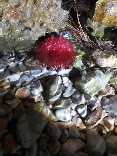 Mediterranean Beadlet Anemone