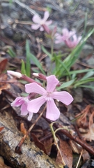 Silene caroliniana
