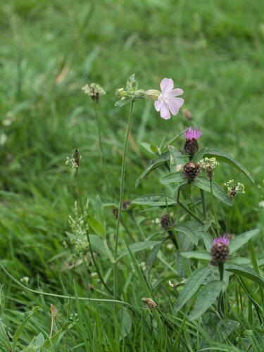 Silene × hampeana, photograph 5