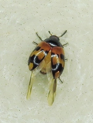 Diaperis nigronotata