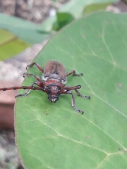 Deretrachys pellitus