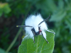 Spilosoma vestalis