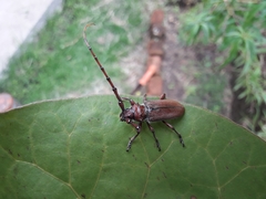 Deretrachys pellitus