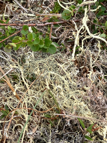 Green Witch's Hair