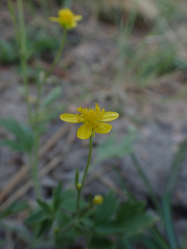 Ranunculus occidentalis, photograph 4