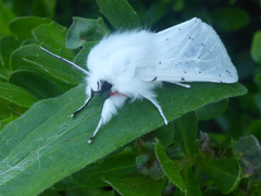 Spilosoma vestalis