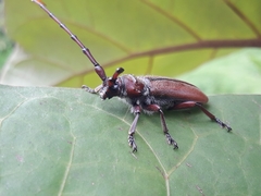 Deretrachys pellitus