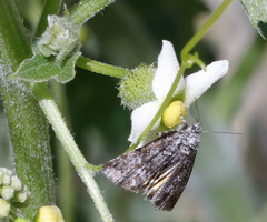 Annaphila abdita