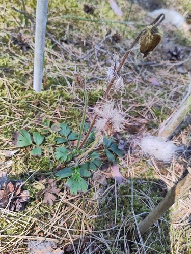 Pulsatilla vernalis, photograph 6
