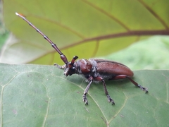 Deretrachys pellitus