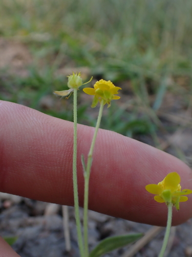Ranunculus occidentalis, photograph 3