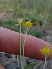 Ranunculus occidentalis, photograph author not stated, no rights reserved