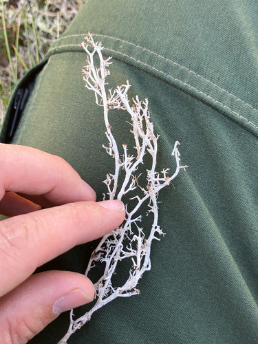 gray reindeer lichen