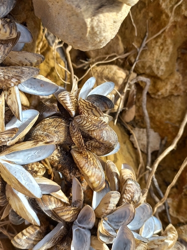 Zebra Mussel