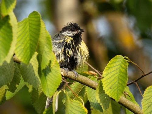 Great Tit