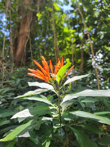 Justicia spicigera observed 2026-06-19