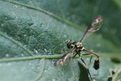 Salpingogaster