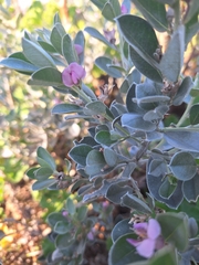 Podalyria sericea, photograph (c) Adele SL, some rights reserved (CC BY)