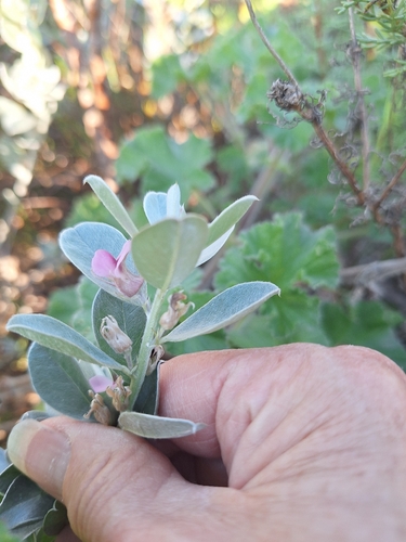 Podalyria sericea, photograph 5