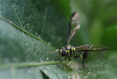 Salpingogaster