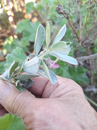 Podalyria sericea, photograph 6