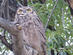Bubo virginianus magellanicus