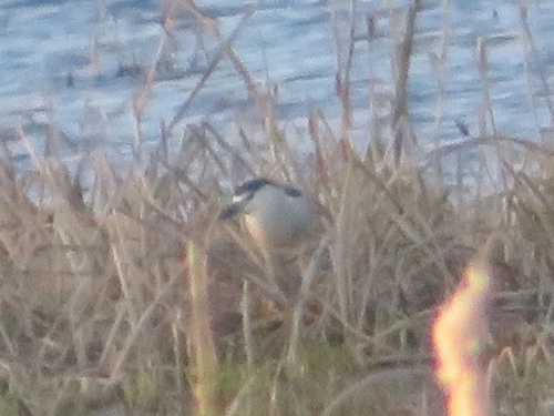 Black-crowned Night Heron photographed in Iowa
