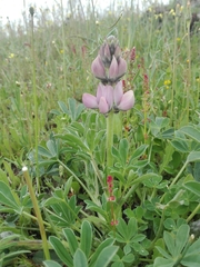 Lupinus hispanicus