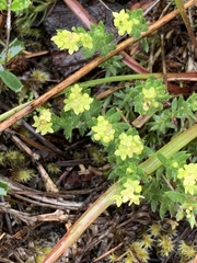 Galium ambiguum