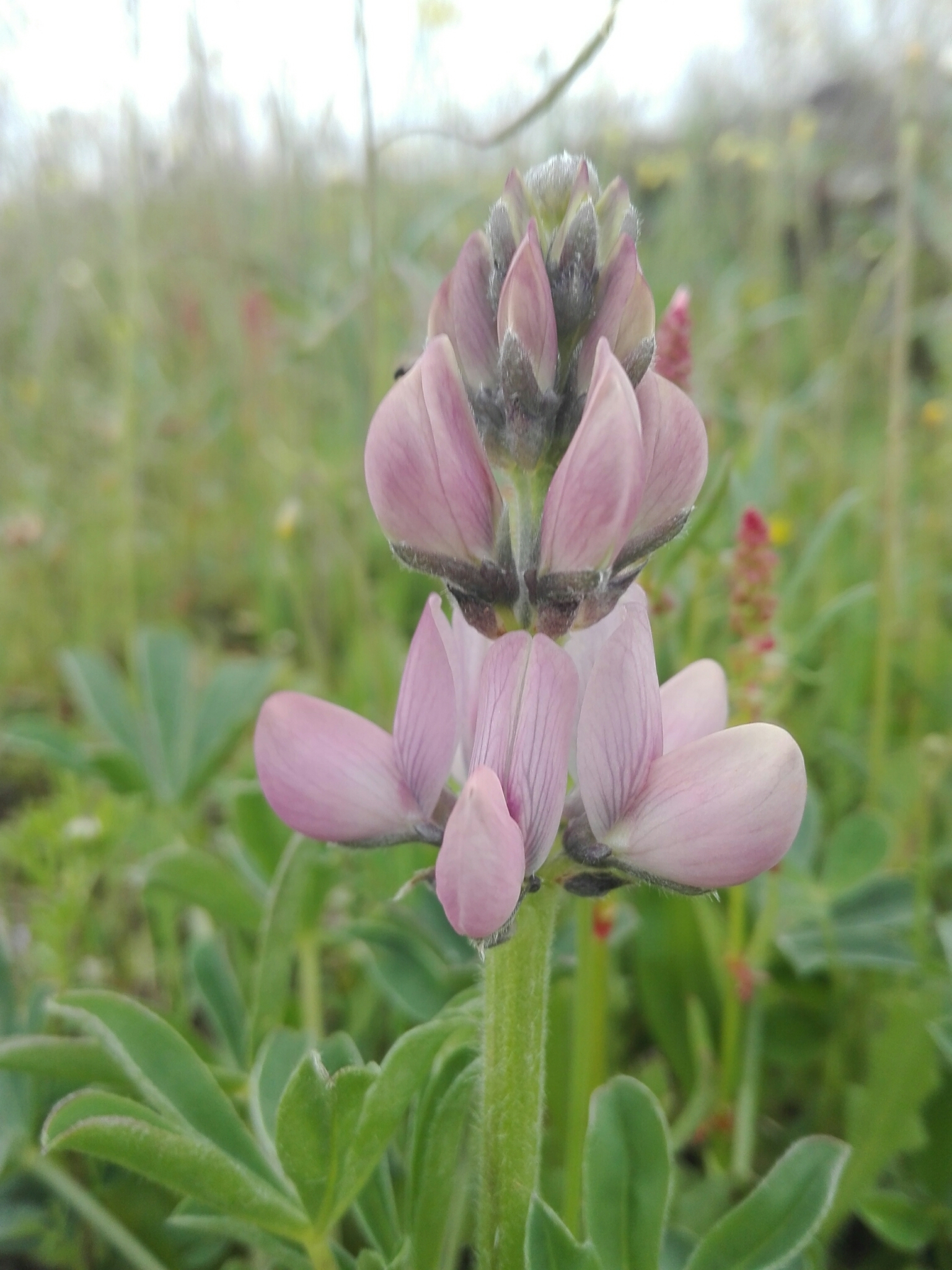 Lupinus hispanicus