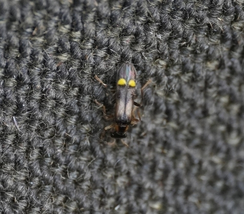 Malthinus balteatus