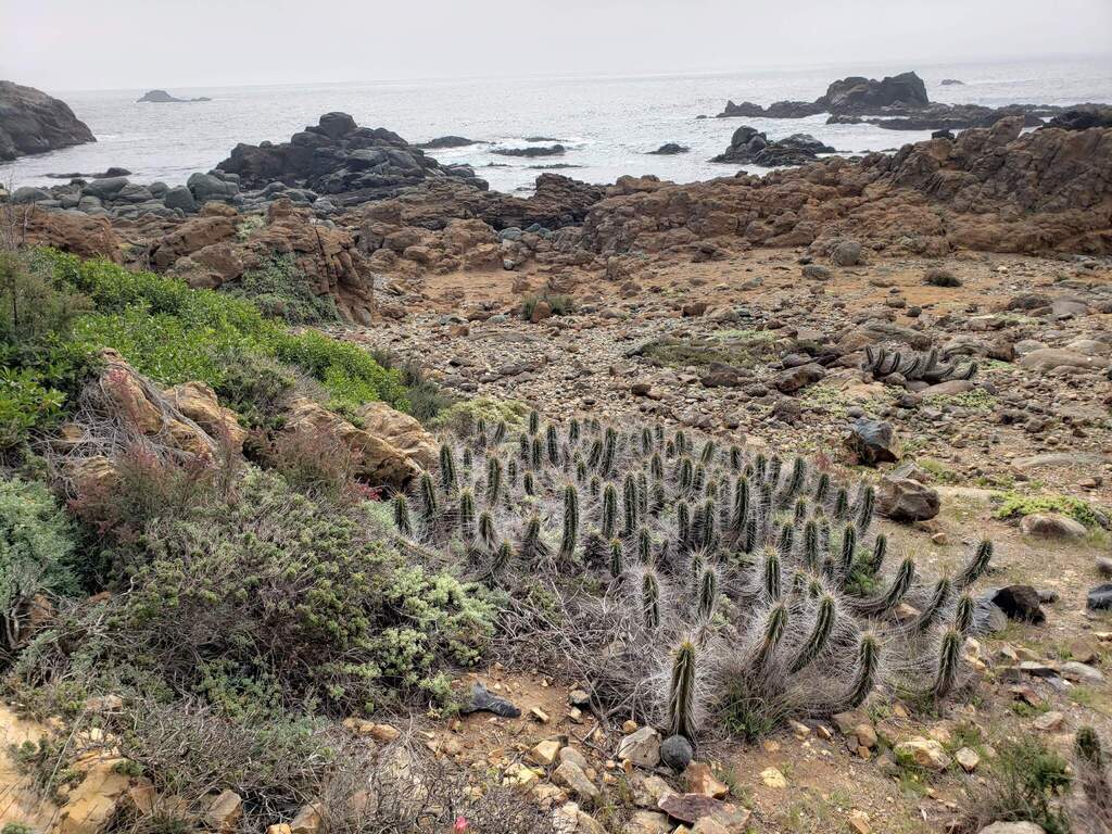 Eulychnia castanea; photograph (c) Cesar Ormazabal, some rights reserved (CC BY)