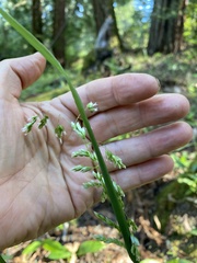 Anthoxanthum occidentale