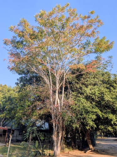 Kirkia acuminata