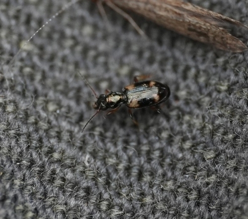 Garden Bembidion Beetle
