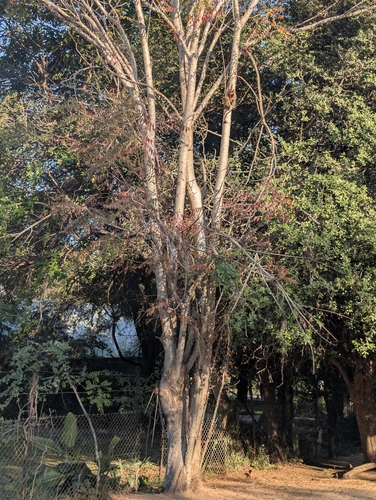 Kirkia acuminata, photograph 2