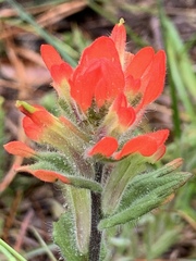 Castilleja brevilobata