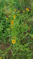Helenium amphibolum